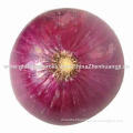 Red onion, measures 8-15cm